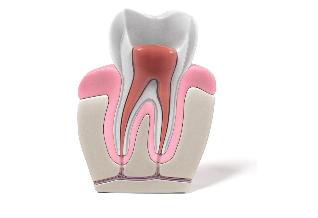 endodonzia